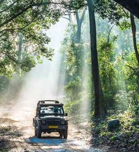Safari Tours